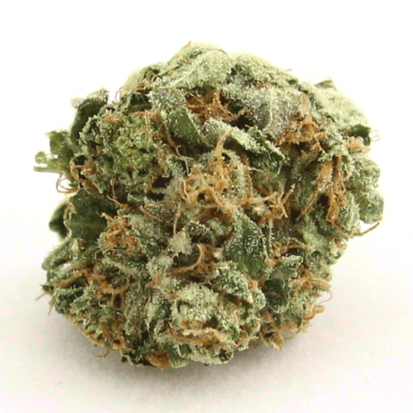 buy ak 47 bud strain ak 47 bud strain, is a Sativa-dominate hybrid with bright white coloring. Despite its violent name, the strain imparts a very mellow feeling and can even leave one stuck in a state of “couch-lock”. It also leads to increased creativity. For the most part, however, AK-47 will leave you feeling uplifted, peaceful, and euphoric. Many people enjoy using it while listening to music. Outside of dry mouth and eyes, the strain can also cause users to feel paranoid and sometimes dizzy. Some users also experience minor headaches. ak 47 bud strain Many users take advantage of the strain’s relaxing effect to relieve stress and anxiety. Others use it to take the edge off their chronic pains and aches. Insomniacs take 1-3 hits approximately an hour before bedtime to induce relaxation. They report an increase in the number of restful nights following this routine. Those suffering from bipolar disorder, depression, and other mood disorders use this strain to help relax and regulate their mood. The strain is also used to increase appetite as well as ease nausea and vomiting. AK-47 is a strain with a strong lineage that may have begun in the post-war 1970s as the Thai and Afghanistan cross. However, AK-47 itself did not come into existence until 1992. The strain underwent a rework in 1999 so that plants could produce uniform seeds. ak 47 bud strain Four strains were used to create AK-47: Colombia (Sativa), Mexico (Sativa), Thai (Sativa), and Afghanistan (Indica). Genetically speaking, AK-47 is sixty-five percent Sativa and thirty-five percent Indica. Its THC levels stay close to average. Its CBDs and CBNs, however, can be as high as 1.5%. AK-47 plants are fairly tall and wide with large calyxes. The buds are dark yellowish-green with lots of crystals (trichomes) and fine red hairs. Many choose to grow AK-47 indoors in either soil or hydro, but it can be grown outside in a mild climate. Ideally, temperatures should be kept below seventy-five degrees Fahrenheit. If grown at seventy-five degrees, the plants will produce the same yield, but the buds will open and become fluffy. The strain flowers for eight to nine weeks. If grown outdoors, plants are ready for harvest in the middle of October. Under reasonable conditions, AK-47 plants can yield between 350 and 500 grams per square meter.
